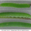 pier rapae larva5 volg